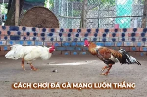Tuyệt Chiêu Chơi Đá Gà Sabong Tại i9BET Từ Các Sư Kê Lão Làng